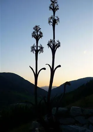 Haus Nadja Διαμέρισμα *