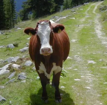 Haus Nadja Apartament *