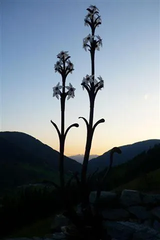 Apartment Haus Nadja Bad Kleinkirchheim