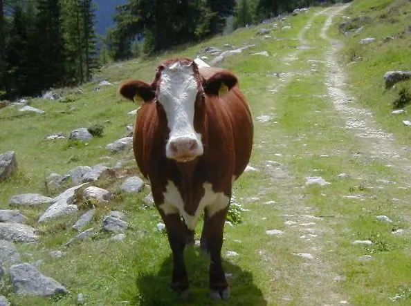 Haus Nadja Apartment *